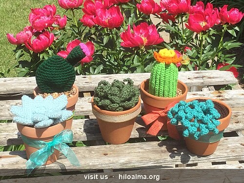 Cactus